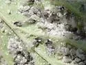 Spiny Witch Hazel Gall Aphid - Hamamelistes spinosus