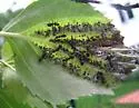 Spiny Witch Hazel Gall Aphid - photo 3