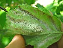 Spiny Witch Hazel Gall Aphid - photo 4