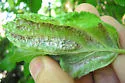 Spiny Witch Hazel Gall Aphid - photo 5