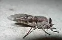 Hamatabanus carolinensis
