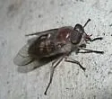 Hamatabanus carolinensis - photo 2