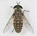 Hamatabanus exilipalpis