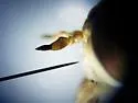 Hamatabanus floridensis - photo 3