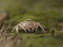Hamataliwa grisea