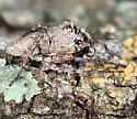 Hamataliwa grisea - photo 4