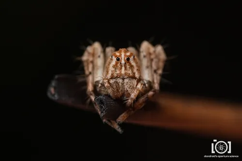 Hamataliwa helia