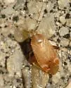 Hamatophylus guttulosus