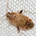 Hamatophylus guttulosus - photo 2
