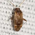 Hamatophylus guttulosus - photo 3