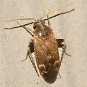 Hamatophylus guttulosus - photo 4