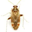 Hamatophylus guttulosus - photo 5