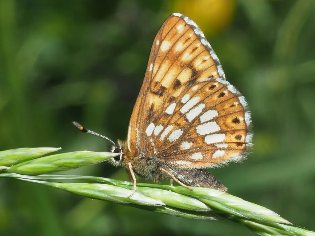 Duke of Burgundy - photo 2
