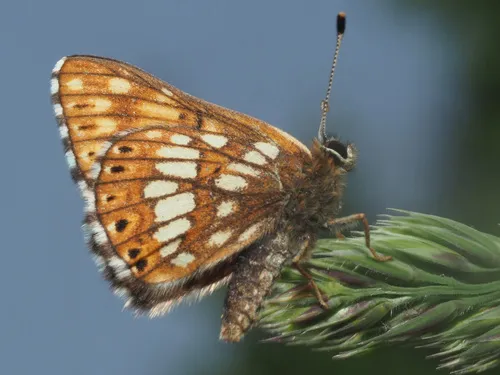 Duke of Burgundy - photo 5