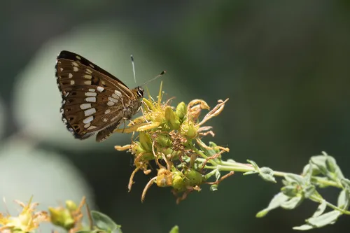 Duke of Burgundy - photo 6