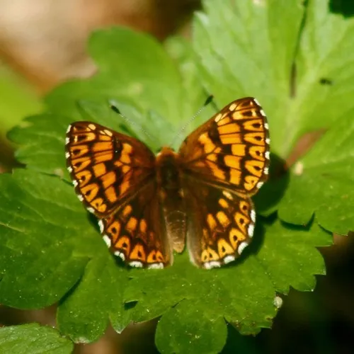Duke of Burgundy - photo 7