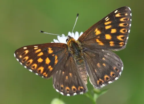 Duke of Burgundy - photo 8