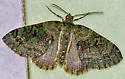Hammaptera Moth - Hodges#7314 - Hammaptera parinotata