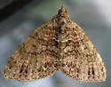 Hammaptera Moth - Hodges#7314 - photo 2