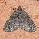 Hammaptera Moth - Hodges#7314 - photo 4