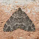 Hammaptera Moth - Hodges#7314 - photo 5