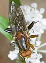 Hammerschmidtia rufa