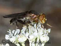 Hammerschmidtia rufa - photo 2