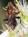 Hammerschmidtia rufa - photo 4