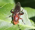 Hammerschmidtia rufa - photo 5