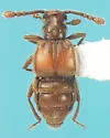 Hamotus elongatus - photo 2