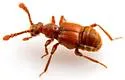Hamotus elongatus - photo 3