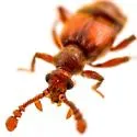 Hamotus elongatus - photo 4