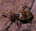 Hamotus opimus