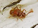 Hamotus opimus - photo 2