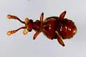 Hamotus opimus - photo 3