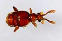 Hamotus opimus - photo 4