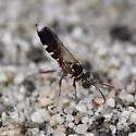 Hapalomellinus albitomentosus