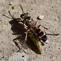 Hapalomellinus albitomentosus - photo 4