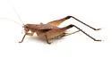 Short-winged Bush Cricket