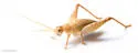 Short-winged Bush Cricket - photo 2