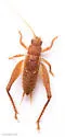 Short-winged Bush Cricket - photo 3