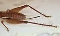 Short-winged Bush Cricket - photo 4