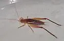 Short-winged Bush Cricket - photo 5