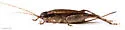 False Jumping Bush Cricket