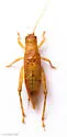 False Jumping Bush Cricket - photo 2