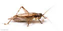False Jumping Bush Cricket - photo 3