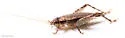 False Jumping Bush Cricket - photo 4