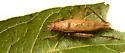 False Jumping Bush Cricket - photo 5