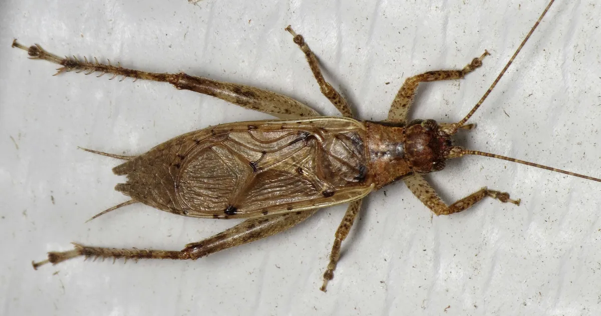 Jumping Bush Cricket - photo 3