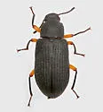 Haplandrus fulvipes - photo 2